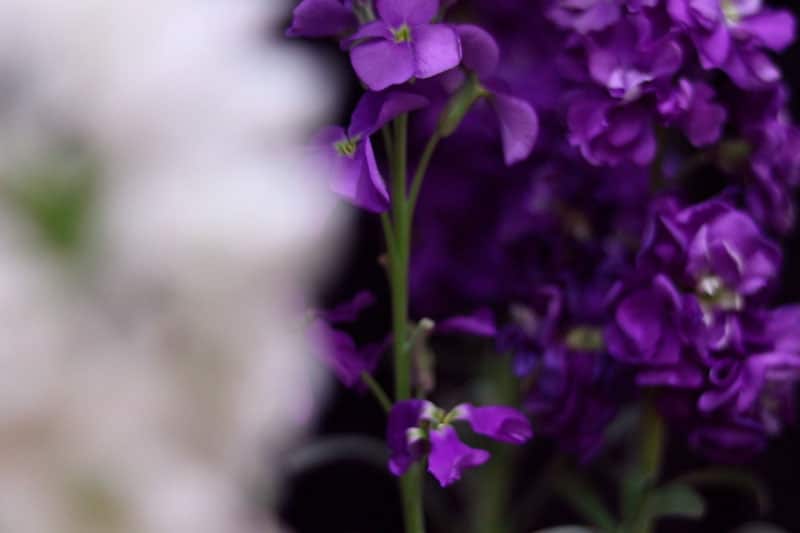 happy-nourooz-3